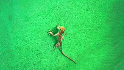 A cute gecko is running around the wall. The green coloring of the lizard and the wall as a color...