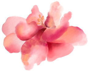 Pink wild rose painted watercolor.Hand drawn floral elements isolated on white background.Tropical plants.Blooming flower.