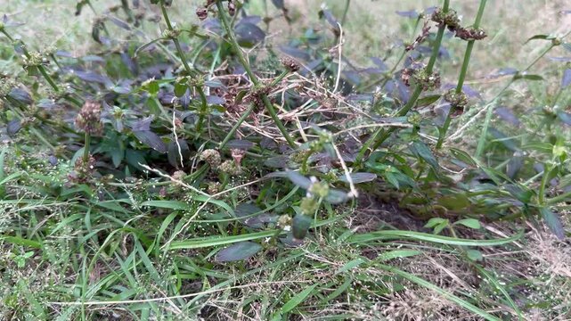 Small wild grass growing naturally representing simple rural vegetation