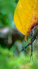 A giant wood spider, crab spider guarding a cocoon with offspring Huntsman spiders (Sparassidae,...