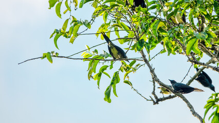Metallic starling (Aplonis metallica) a colony of birds on acacia trees with a flat crown. Ternate Island, archipelago Moluccas, Indonesia. Early January, monsoon season