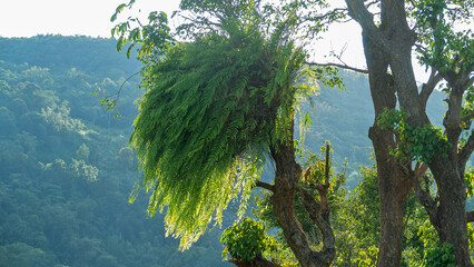 Fern-bird's nest, epiphytic fern like spleenwort (Asplenium sp.). Tree epiphyte, aerial plant. A fern on a tree. Sulawesi Island. Indonesia