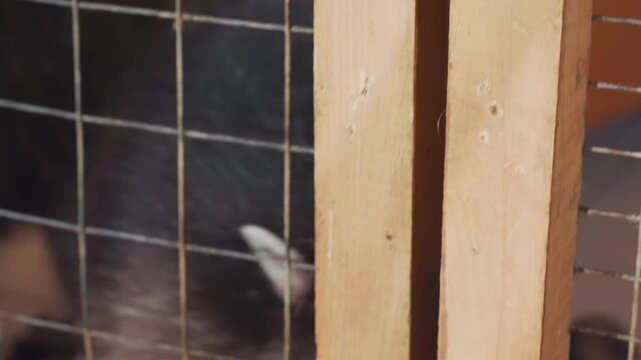 caged raccoon behind wire mesh, peering through grid in wooden enclosure at rehabilitation shelter closeup on masked face with dusty fur, low daylight creating somber yet hopeful mood, volunteer