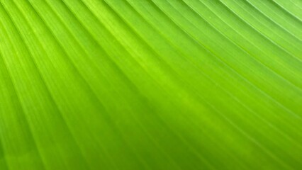 The macro texture of green leaves with natural lines and soft color gradations, creates a fresh abstract look.