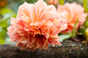 Natural sunlight emphasizes the texture and volume of the inflorescence. A close-up of a blooming decorative dahlia against a soft, blurred green background, with the layered petals rendered in detail