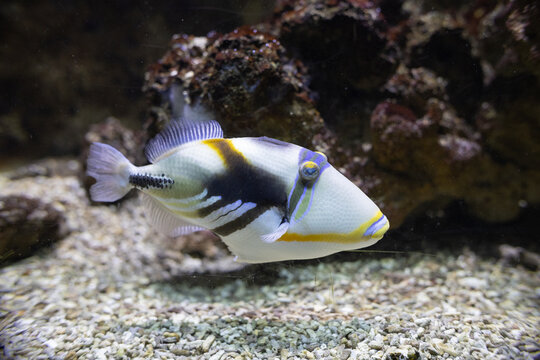 Picasso triggerfish swimming tropical ocean ecosystem