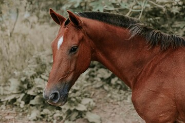 Close up profile portrait of a calm chestnut horse with a white star standing peacefully near green bushes in a natural outdoor environment © Prime Pixels