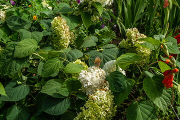 A close-up of a hydrangea panicle, with flowers transitioning from white to a light green shade, and a painted lady butterfly (Vanessa cardui) sitting on top with its wings folded.