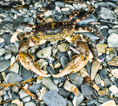 Opportunistic omnivore, eurythermic, euryhaline invasive species Asian shore crab Hemigrapsus sanguineus on rocks, such as between boulders on rocky shores. Coast of Sea of Japan, Nakhodka port