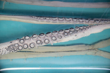 Squid arm tentacles suckers in blue water