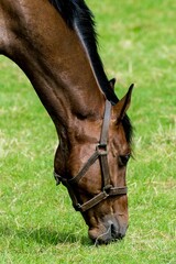 Fototapeta premium Close up profile of a brown horse wearing a halter grazing calmly on fresh green grass in a summer pasture