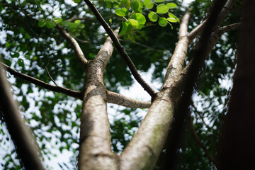 Fototapeta premium Low Angle View of Tree Branches and Trunk in Green Forest
