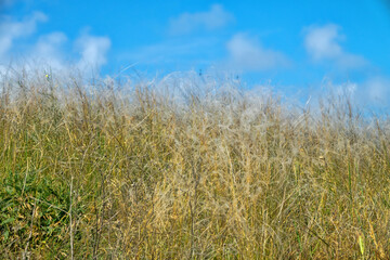 Fototapeta premium Feather-grass true steppe. Northern Black Sea region. The most common is (Stipa lessingiana or Stipa brauneri). Crimea, Kerch Peninsula