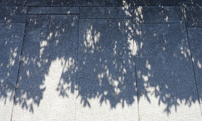 地面に映る木の葉の影