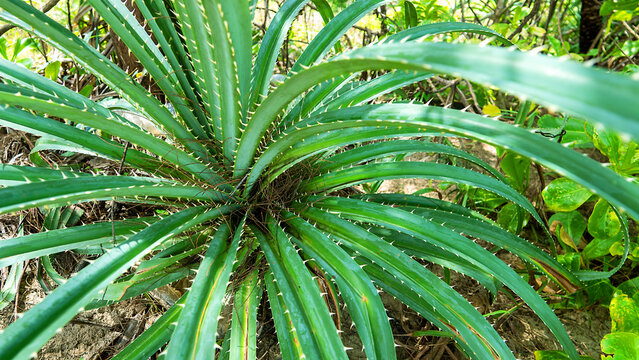 Aloe aculeata. Prickly Aloe grows on the sandy shore of the island of Borneo
