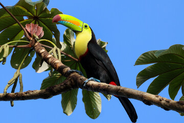 Keel Billed Toucan Perched in Tree with Bright Blue Sky  © Erica Ruth