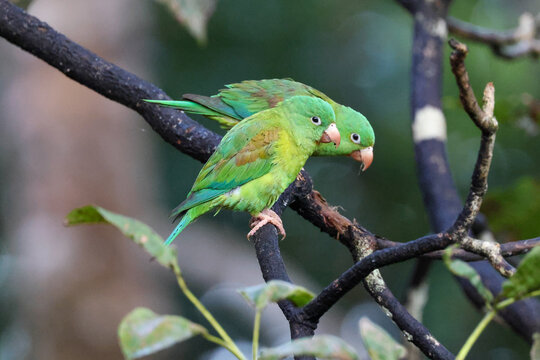 A pair of orange-chinned parakeets or Tovi parakeets perched on a branch