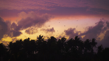 Colorful Tropical Sunset With Birds Flying Above Palm Tree Silhouettes