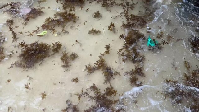Floating sargassum seaweed carried by waves at tropical beach shoreline