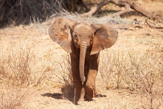 Baby elephant charging