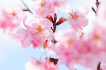 満開の陽光桜のクローズアップ　青空背景