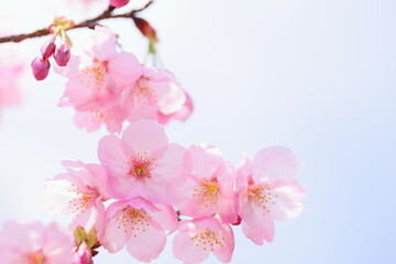 満開の陽光桜のクローズアップ