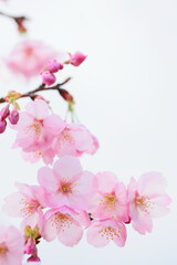 満開の陽光桜のクローズアップ