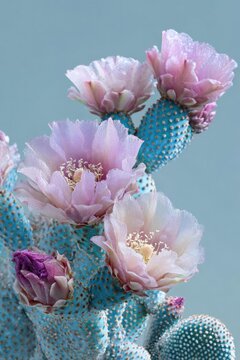 Prickly pear cactus (Opuntia) with large pink-lavender flowers blooming on blue-green pads. Concept Prickly pear cactus, Opuntia, Pink-lavender flowers, Blue-green pads, Desert flora