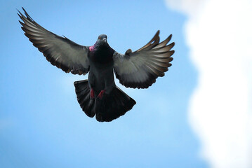 Pigeons fly in the air © Mohdshahjehan