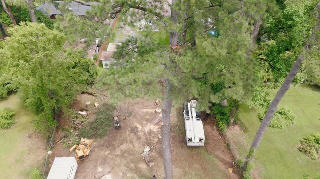 Aerial drone view of professional tree service worker climbing tree with crew and equipment below at residential home