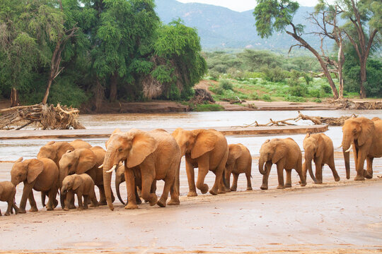Elephant herd crossing river bed