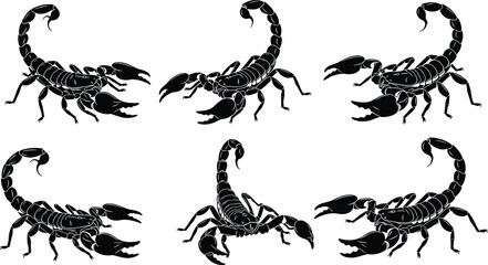 Set of detailed black scorpion silhouettes in various aggressive crawling and stinging poses perfect for desert wildlife themes danger signs and tattoo designs