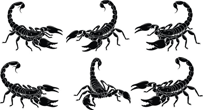 Set of detailed black scorpion silhouettes in various aggressive crawling and stinging poses perfect for desert wildlife themes danger signs and tattoo designs