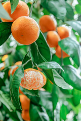 Partially peeled ripe mandarin hanging on a tree in West Georgia. A fresh and raw image symbolizing organic food, healthy lifestyle, and natural simplicity in winter