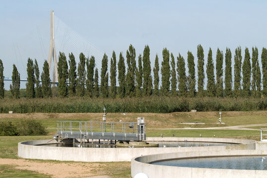 Peuplier, Station biologique des eaux us&eacute;es , Honfleur, 14, Calvados, France