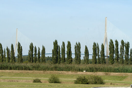 Peuplier, Station biologique des eaux us&eacute;es , Honfleur, 14, Calvados, France