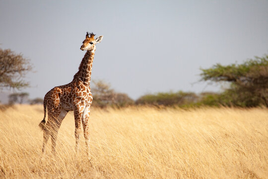 Maasai Giraffe Chyulu Hills