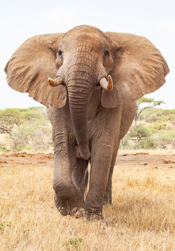Approaching Bull elephant
