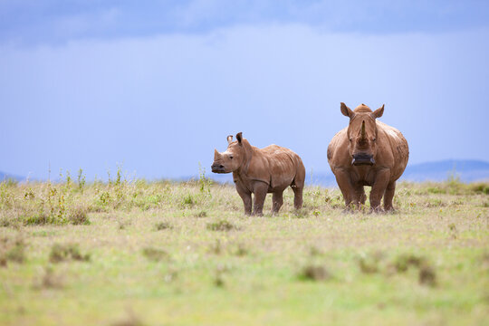 White rhino Solio