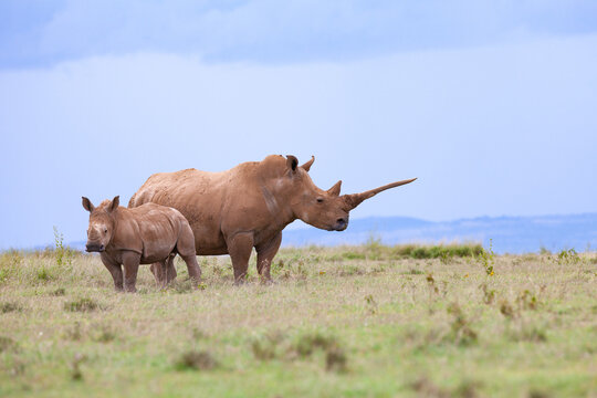 White Rhino Solio