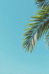 Palm fronds against a clear blue sky Concept Palm Fronds, Clear Blue Sky, Tropical Vibe, Nature Photography, Bright Day