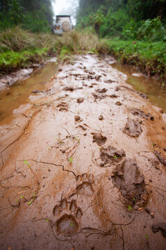 Leopad footprint Kenya