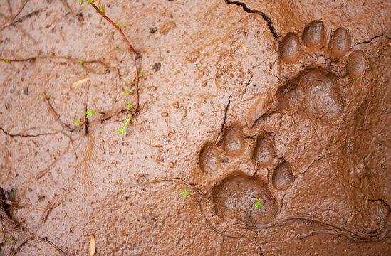 Leopard Footprint
