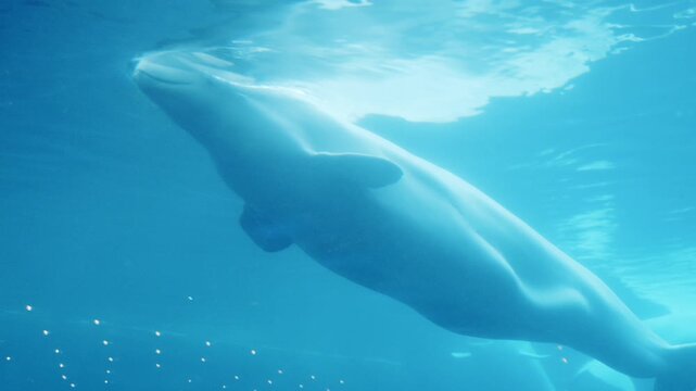 Beluga whale swimming underwater in aquarium exhibit tank