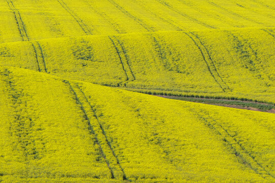 Springtime canola crops turn hillsides bright yellow in the Overberg region of South Africa.
