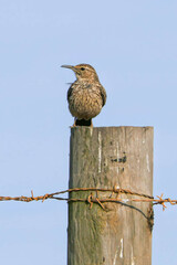 A Cape Long-billed Lark sits atop a pole in farmland near Caledon.
