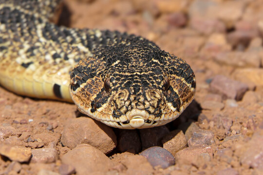 Close-up of a Puff Adder in the Overberg region near Greyton.