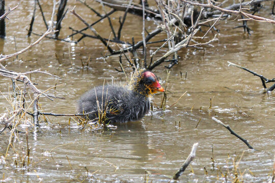 A young Red-knobbed Coot chick in a roadside wetland near Arniston.