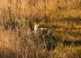 Fototapeta premium European Red Fox (vulpes Vulpes) Walking On Grass In Meadow. Wildlife Scene From Europe. Range Fur Coat Animal In Nature Habitat. Fox On Pasture. Fox In Natural Habitat