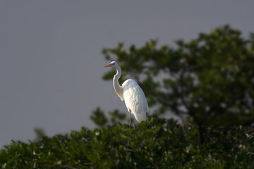 A white egret stands on a tree branch against a gray sky with green foliage in the background, looking to the side.